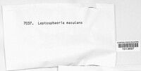 Leptosphaeria maculans image